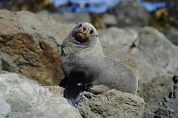포토 JPG 해외이미지 포즈 포유류 청소년 털 사람없음 물개 식민지 해외202004 해외포토 동물 사람 바다동물 파일형식 이미지허브