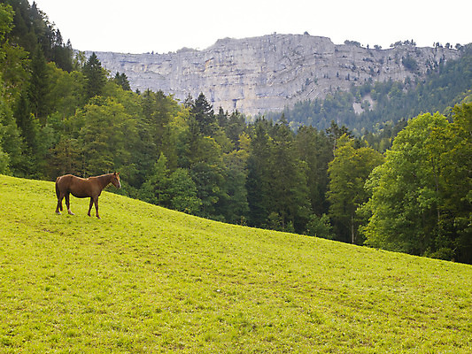 포토 JPG 해외이미지 동물 벽 밭 포유류 자연 산 풍경 사람없음 초록색 농장 골짜기 계곡 목장 하이킹 숲 승합차 스위스 부식 지역 내추럴 해외202004 해외포토 유럽 컬러 농업 승용차 레저 생태계 파일형식 이미지허브
