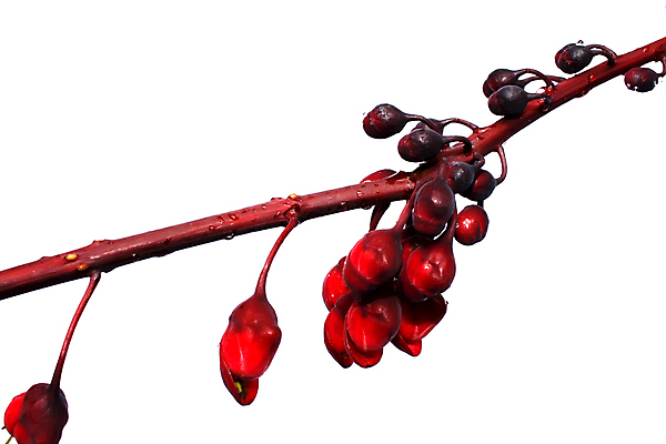 포토 JPG 해외이미지 식물 디자인 꽃잎 꽃 꽃다발 백그라운드 꽃무늬 자연 사람없음 빨간색 초록색 머리 봄 벚꽃 흰색 개화 자르기 다발 배열 달리아 오브젝트 데이지 양귀비 고립 해외202004 해외포토 계절 컬러 무늬 모션 신체부위 생태계 파일형식 이미지허브