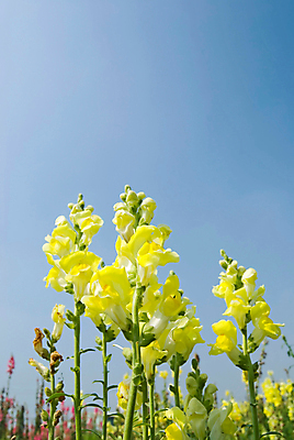 포토 JPG 해외이미지 식물 계절 꽃잎 꽃 백그라운드 잎 꽃무늬 밭 농업 오렌지 자연 하늘 풍경 사람없음 야외 초록색 파란색 컬러풀 농장 노란색 정원 맑음 침묵 봄 벚꽃 시골 신선 허브 데이지 향기 꽃가루 내추럴 캐모마일 평야 해외202004 해외포토 산업 컬러 무늬 과일 날씨 소리 가루 생태계 냄새 파일형식 이미지허브