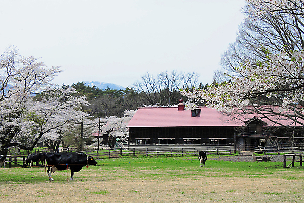 포토 JPG 해외이미지 계절 밭 자연 하늘 사람없음 야외 초록색 파란색 컬러풀 햇빛 태양 우주 신선 해외202004 해외포토 자연요소 컬러 농업 생태계 파일형식 이미지허브
