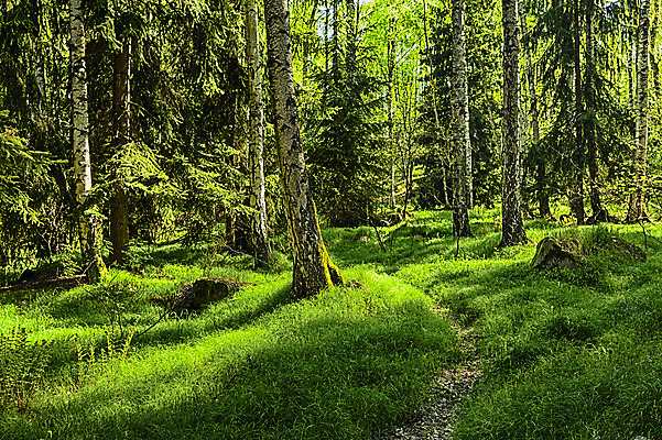 포토 JPG 해외이미지 나무 식물 공원 유럽 자연 그림자 서기 풍경 사람없음 초록색 여름 환경 맑음 봄 다양 성장 나뭇가지 신선 행운 황무지 습지 숲 신비 생태계 마법 서식지 내추럴 깊이 삼림지대 옛날 해외202004 해외포토 계절 공공시설 나라 컬러 다수 컨셉 모션 날씨 파일형식 이미지허브