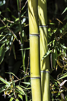 포토 JPG 해외이미지 나무 식물 디자인 문화 벽 줄기 백그라운드 잎 패턴 자연 지팡이 건조 동양인 사람없음 목재 세로 초록색 울타리 햇빛 정원 일본 힘 활발 에너지 성장 흰색 신선 원형 막대기 닫기 숲 대나무 유기농 질감 봉 내추럴 고립 완전 해외202004 해외포토 도형 웰빙 아시아 컬러 컨셉 무늬 재료 모션 인종 담장 태양 생태계 파일형식 이미지허브