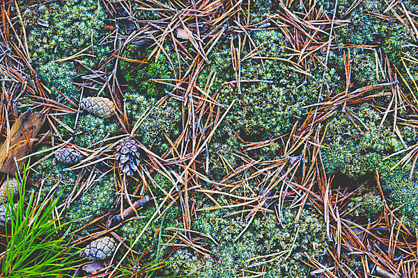 포토 JPG 해외이미지 나무 식물 계절 백그라운드 잎 크리스마스 패턴 자연 아침 추상 건강 이끼 풍경 사람없음 야외 장식 초록색 갈색 냉동 젖음 촉촉함 가을 흰색 죽음 소나무 쓰레기 숲 유기농 질감 서리 솔방울 시들음 내추럴 땅바닥 엘리먼트 옛날 해외202004 해외포토 주간 웰빙 기념일 컬러 무늬 바닥 생태계 파일형식 이미지허브