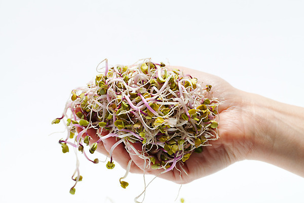 포토 JPG 해외이미지 식물 손 음식 백그라운드 잎 패턴 농업 다이어트 채소 재료 자연 추상 새로움 건조 건강 종류 씨앗 사람없음 초록색 새싹 주방 샐러드 수확 성장 흰색 신선 냄비 브로콜리 낟알 시리얼 유기농 질감 날것 뿌리 고립 대두 바이오 채식주의자 총각무 해외202004 해외포토 웰빙 산업 컬러 컨셉 무늬 신체부위 솥 무 생태계 채식 파일형식 이미지허브