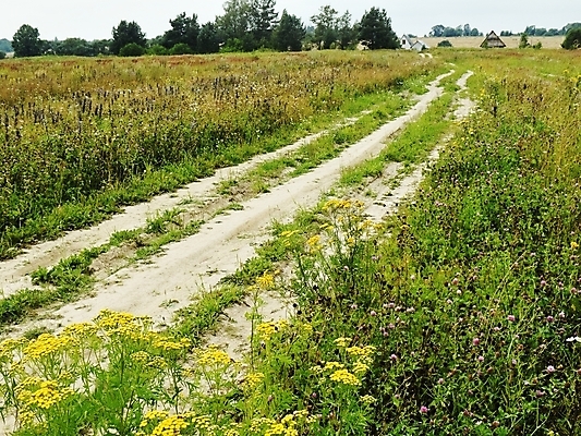 포토 JPG 해외이미지 나무 식물 구름 꽃 도로 자연 하늘 날씨 휴식 풍경 사람없음 목재 여름 태양 침묵 회색 숲 순수 즐거움 생태학 수평선 해외202004 해외포토 자연요소 계절 교육 감정 길 컬러 컨셉 재료 교통시설 소리 생태계 파일형식 이미지허브