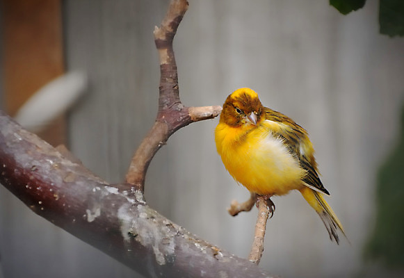 포토 JPG 해외이미지 나무 동물 척추동물 야생동물 오렌지 자연 조류 종류 앉기 사람없음 컬러풀 노란색 정원 나뭇가지 황무지 작음 깃털 부리 새장 동물상 해외202004 해외포토 식물 컬러 과일 모션 조형물 크기 생태계 케이지 파일형식 이미지허브