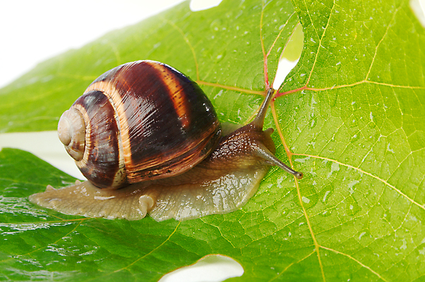 포토 JPG 해외이미지 식물 동물 음식 백그라운드 잎 모션 자연 연체동물 주택 사람없음 초록색 빛 반사 갈색 정원 젖음 껍질 느림 발견 게으름 어려움 끈적임 해외202004 해외포토 컬러 컨셉 무척추동물 건물 생태계 파일형식 이미지허브