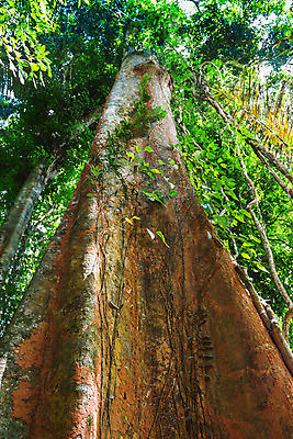 포토 JPG 해외이미지 나무 식물 계절 아시아 야생동물 잎 패턴 태국 자연 손바닥 풍경 사람없음 야외 목재 초록색 여름 태양 환경 성장 광선 시골 신선 숲 내추럴 양치류 푸켓 해외202004 해외포토 자연요소 동물 손 나라 컬러 무늬 재료 생태계 파일형식 이미지허브