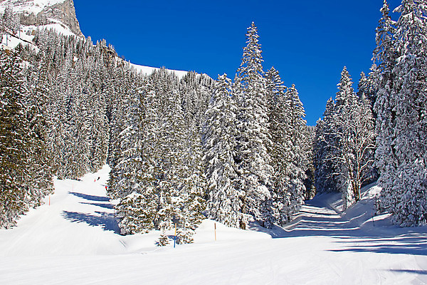 포토 JPG 해외이미지 나무 구름 라이프스타일 유럽 지구 여행 겨울 자연 하늘 스키 산 그림자 풍경 사람없음 야외 파란색 태양 평화 맑음 얼음 추위 흰색 황무지 고급 숲 크리스탈 가루 스위스 서리 알프스 썰매 썰매타기 절정 파라다이스 눈내림 해외202004 해외포토 자연요소 식물 계절 나라 컬러 컨셉 날씨 겨울스포츠 눈_날씨 생활 전통놀이 광석 생태계 파일형식 이미지허브