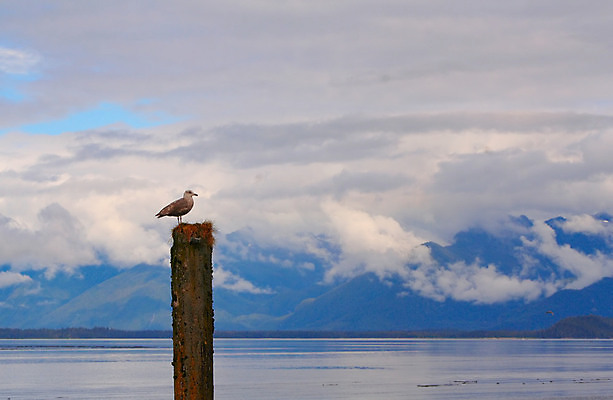 포토 JPG 해외이미지 동물 야생동물 바다 여행 갈매기 조류 낚시 어류 사람없음 기다림 몸무게 깃털 눈금 새장 포트 어장 알래스카 인내 해외202004 해외포토 모션 레저 미국 수중동물 케이지 파일형식 이미지허브