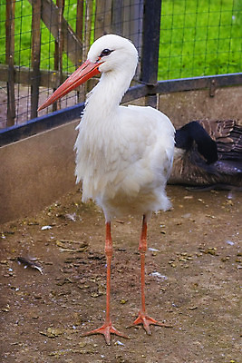 포토 JPG 해외이미지 동물 야생동물 백그라운드 날개 가족 자연 조류 하늘 사람없음 야외 빨간색 여름 머리 검은색 임신 흰색 아기 심볼 깃털 부리 목 내추럴 동물상 황새 해외202004 해외포토 계절 컬러 관계 사람 신체부위 조형물 생태계 파일형식 이미지허브