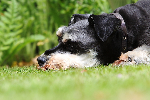 포토 JPG 해외이미지 동물 여자 사람없음 반려동물 미니어처 개 모피 충실 해외202004 해외포토 포유류 사람 모형 파일형식 이미지허브