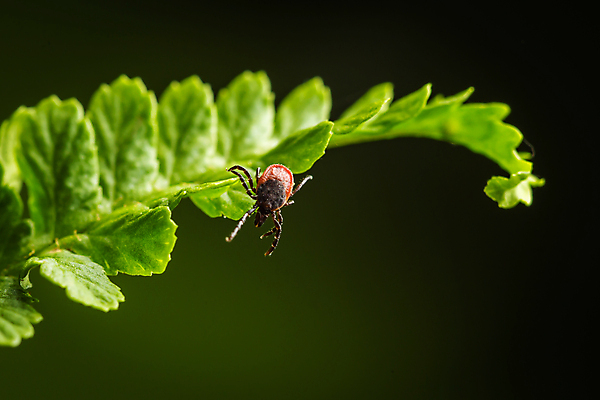 포토 JPG 해외이미지 동물 공원 잎 자연 사슴 매달리기 사람없음 야외 초록색 여름 정원 봄 외계인 기다림 닫기 위험 작음 유혹 묘사 생태계 생물학 오르기 전염 올가미 밀짚 녹색배경 토막 기생충 곡예사 해외202004 해외포토 식물 직업 계절 공공시설 교육 컬러 백그라운드 컨셉 포유류 모션 미확인물체 바이러스 짚 질병 크기 감염 파일형식 이미지허브