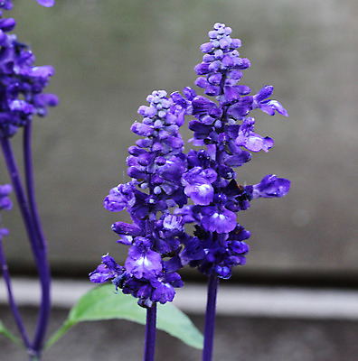 포토 JPG 해외이미지 식물 계절 꽃잎 꽃 줄기 백그라운드 잎 꽃무늬 밭 자연 건강 사람없음 초록색 파란색 컬러풀 약 정원 보라색 봄 성장 벚꽃 흰색 개화 변화 허브 제비꽃 원예 화단 라일락 세이지 영원 해외202004 해외포토 컬러 컨셉 무늬 농업 의학 취미 생태계 파일형식 이미지허브