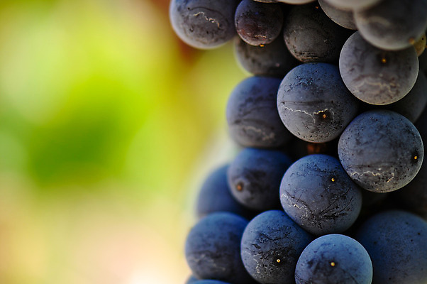 포토 JPG 해외이미지 식물 계절 음식 백그라운드 농업 과일 공 자연 포도 추상 건강 사람없음 야외 빨간색 와인 계곡 수확 성장 신선 닫기 달콤 큼 심볼 보따리 유기농 캘리포니아 포도밭 포도나무 강렬 블러 양조 해외202004 해외포토 웰빙 산업 컬러 무늬 밭 모션 주류 미국 맛 크기 과일나무 생태계 파일형식 이미지허브