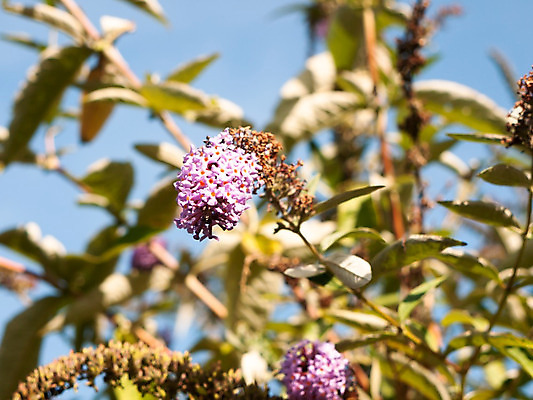 포토 JPG 해외이미지 나무 식물 디자인 계절 공원 꽃잎 꽃 분홍색 백그라운드 잎 꽃무늬 패턴 자연 친절 매달리기 풍경 사람없음 야외 장식 초록색 여름 정원 일본 보라색 봄 벚꽃 나뭇가지 개화 다발 제비꽃 아로마 부드러움 포도나무 라일락 내추럴 고립 해외202004 해외포토 공공시설 아시아 컬러 무늬 모션 감각 과일나무 생태계 파일형식 이미지허브