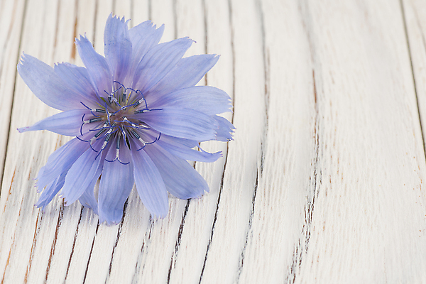 포토 JPG 해외이미지 식물 계절 꽃잎 꽃 백그라운드 잎 꽃무늬 자연 탁자 사람없음 목재 파란색 정원 보라색 봄 들꽃 벚꽃 개화 황무지 닫기 숲 5월 제비꽃 묘사 원예 꽃가루 위치 라일락 노루귀 땅바닥 삼림지대 해외202004 해외포토 나무 컬러 가구 무늬 재료 모션 바닥 취미 날짜 가루 생태계 파일형식 이미지허브