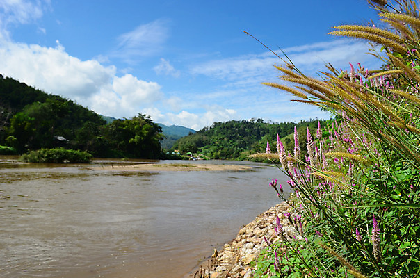 포토 JPG 해외이미지 나무 꽃 백그라운드 태국 동양인 사람없음 물 강 계획 숲 내추럴 해외202004 해외포토 자연요소 식물 아시아 컨셉 인종 파일형식 이미지허브
