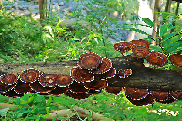 포토 JPG 해외이미지 나무 식물 계절 음식 백그라운드 잎 패턴 오렌지 태국 자연 벽지 건강 이끼 사람없음 목재 빨간색 초록색 빛 노란색 새싹 버섯 봄 가을 신선 숲 허브 유기농 질감 내추럴 곰팡이 땅바닥 삼림지대 썩음 캡모자 해외202004 해외포토 모자_잡화 웰빙 아시아 컬러 무늬 과일 재료 바닥 생태계 파일형식 이미지허브