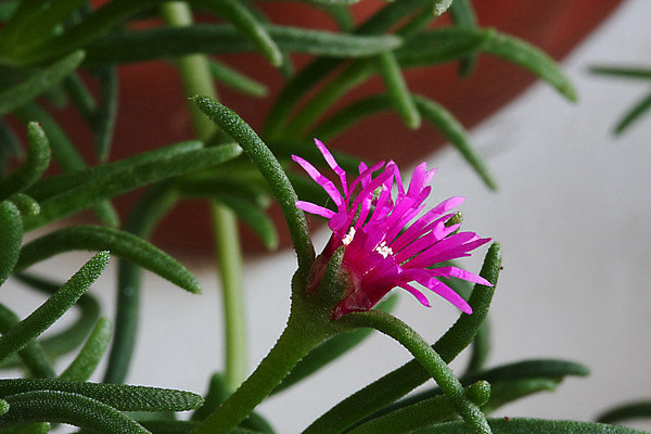 포토 JPG 해외이미지 식물 꽃 음식 백그라운드 농업 채소 자연 사람없음 야외 초록색 새싹 정원 샐러드 닫기 라일락 해외202004 해외포토 산업 컬러 모션 생태계 파일형식 이미지허브