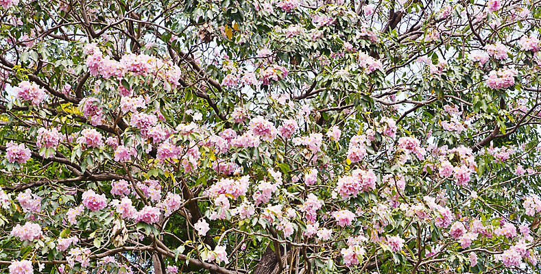 포토 JPG 해외이미지 나무 식물 공원 꽃 분홍색 백그라운드 꽃무늬 자연 사람없음 야외 정원 봄 벚꽃 원예 질감 내추럴 해외202004 해외포토 계절 공공시설 컬러 무늬 취미 생태계 파일형식 이미지허브