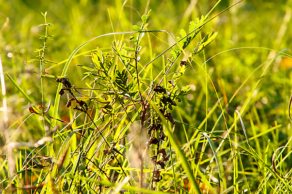 포토 JPG 해외이미지 식물 계절 꽃잎 꽃 백그라운드 잎 밭 농업 자연 아침 추상 불꽃 풍경 잔디 사람없음 야외 초록색 여름 빛 햇빛 태양 노란색 일출 환경 일몰 봄 활발 성장 광선 시골 떨어짐 이슬 땅 허브 유기농 문학 장면 멀티 해외202004 해외포토 주간 자연요소 웰빙 산업 컬러 컨셉 무늬 불 노을 생태계 파일형식 이미지허브