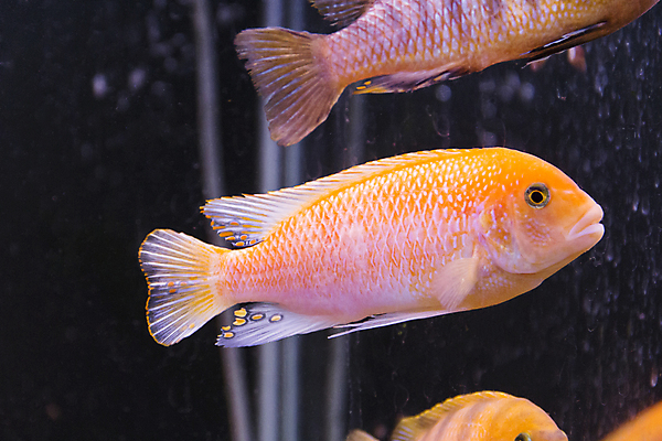 포토 JPG 해외이미지 분홍색 어류 사람없음 장식 물 수족관 민물 이국적 터키석 해외202004 해외포토 자연요소 컬러 수중동물 보석 파일형식 이미지허브