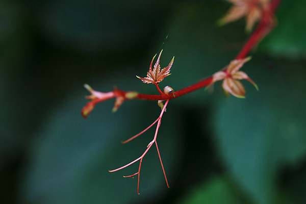 포토 JPG 해외이미지 나무 식물 디자인 계절 공원 꽃 벽 잎 꽃무늬 자연 벽지 포도 추상 함께함 풍경 사람없음 야외 초록색 여름 울타리 도시풍경 컬러풀 환경 정원 봄 나뭇가지 농촌 신선 숲 원예 조경 화단 아이비 구성 해외202004 해외포토 공공시설 컬러 컨셉 무늬 과일 취미 담장 시골 도시 생태계 파일형식 이미지허브