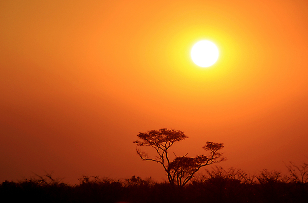 포토 JPG 해외이미지 나무 식물 계절 공원 실루엣 야생동물 여행 백그라운드 밭 오렌지 아프리카 자연 하늘 날씨 추상 건조 풍경 사람없음 야외 빨간색 컬러풀 햇빛 태양 일몰 새벽 사막 황무지 숲 사파리 내추럴 나미비아 전국 수평선 해외202004 해외포토 자연요소 동물 공공시설 나라 컬러 무늬 농업 과일 촬영기법 노을 생태계 남아프리카 파일형식 이미지허브
