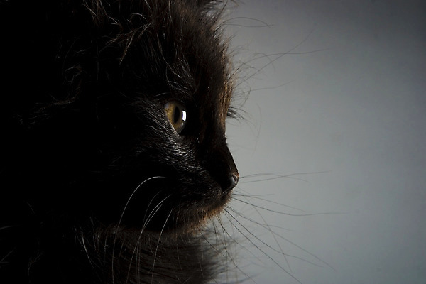 포토 JPG 해외이미지 동물 사람없음 반려동물 검은색 고양이 미니어처 아기 달콤 작음 모피 동반자 해외202004 해외포토 컬러 포유류 사람 모형 맛 크기 파일형식 이미지허브