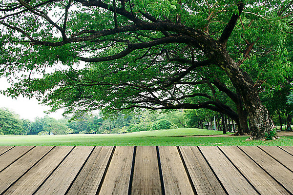 포토 JPG 해외이미지 나무 영어 공원 백그라운드 밭 자연 하늘 바닥 풍경 잔디 사람없음 야외 목재 초록색 여름 파란색 햇빛 평화 정원 봄 시골 도시 숲 큼 땅 런던 조경 장면 타운 일반 땅바닥 삼림지대 정중 해외202004 해외포토 식물 문자 계절 공공시설 컬러 컨셉 농업 재료 영국 태양 크기 생태계 파일형식 이미지허브