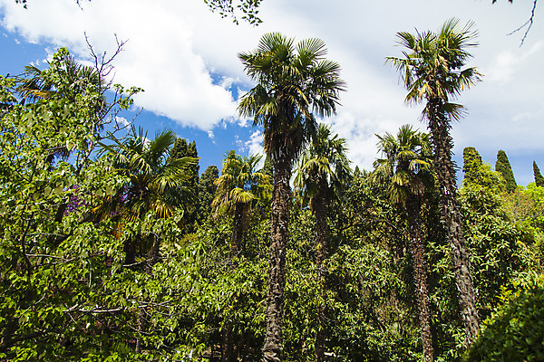포토 JPG 해외이미지 나무 식물 공원 꽃 바다 여행 건축양식 자연 하늘 휴가 휴식 열대 산 손바닥 풍경 잔디 사람없음 야외 초록색 물 여름 파란색 교회 여행객 정원 검은색 흰색 스페인 휴양지 정사각형 지역 남쪽 내추럴 로스앤젤레스 안달루시아 이국적 해외202004 해외포토 자연요소 도형 손 계절 공공시설 건축 유럽 컬러 컨셉 종교건축 사람 건물 미국 장소 방향 생태계 파일형식 이미지허브