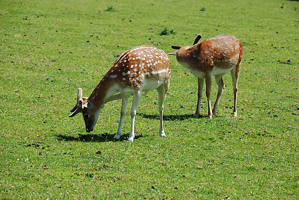 포토 JPG 해외이미지 동물 유럽 야생동물 포유류 자연 사람없음 걷기 동물상 아기사슴 해외202004 해외포토 나라 새끼 모션 사슴 조형물 생태계 파일형식 이미지허브