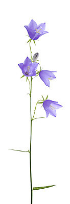포토 JPG 해외이미지 식물 꽃 줄기 자연 사람없음 보라색 흰배경 블루벨 캄파눌라 해외202004 해외포토 컬러 백그라운드 흰색 생태계 파일형식 이미지허브