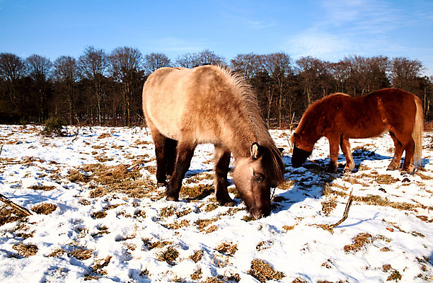 포토 JPG 해외이미지 나무 동물 계절 2 겨울 밭 자연 하늘 건조 사람없음 야외 파란색 농장 갈색 냉동 얼음 추위 숲 서리 조랑말 찰과상 해외202004 해외포토 자연요소 식물 컬러 농업 말_동물 상처 생태계 파일형식 이미지허브