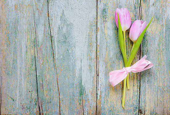 포토 JPG 해외이미지 꽃 리본 분홍색 백그라운드 2 사람없음 목재 튤립 수확 활 내추럴 옛날 해외202004 해외포토 나무 식물 컬러 농업 재료 파일형식 이미지허브
