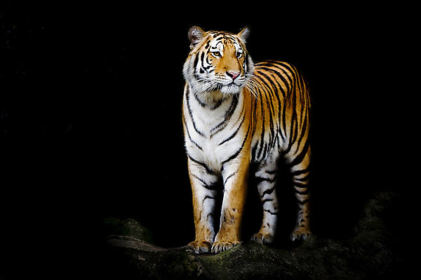 포토 JPG 해외이미지 동물 얼굴 야생동물 포유류 자연 수염 털 동물원 사람없음 머리 고양이 줄무늬 표현 호랑이 닫기 위험 큼 사파리 육식동물 멸종 노려봄 공격적 해외202004 해외포토 컨셉 무늬 모션 표정 신체부위 반려동물 크기 생태계 파일형식 이미지허브