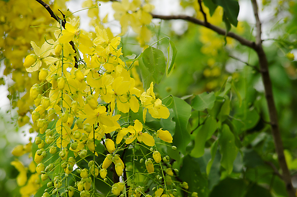 포토 JPG 해외이미지 식물 꽃잎 꽃 분홍색 잎 꽃무늬 자연 사람없음 초록색 여름 컬러풀 봄 벚꽃 내추럴 해외202004 해외포토 계절 컬러 무늬 생태계 파일형식 이미지허브