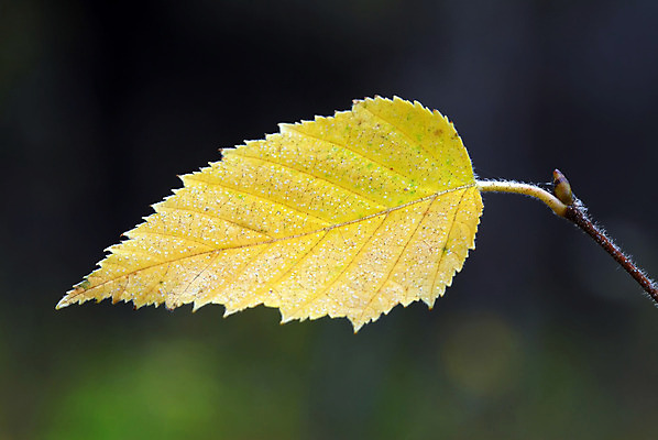포토 JPG 해외이미지 나무 식물 계절 백그라운드 잎 패턴 오렌지 자연 사람없음 초록색 노란색 가을 묘사 질감 해외202004 해외포토 컬러 무늬 과일 생태계 파일형식 이미지허브