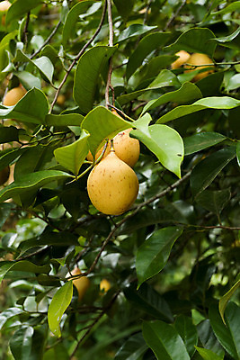 포토 JPG 해외이미지 나무 계절 음식 백그라운드 잎 농업 과일 자연 건조 매달리기 요리 씨앗 사람없음 주방 성장 신선 약초 가루 허브 향신료 유기농 원예 날것 향기 인도네시아 향 성분 마살라 심기 추출 케랄라주 해외202004 해외포토 식물 웰빙 산업 아시아 모션 취미 풀_식물 인도_나라 생태계 냄새 향미료 파일형식 이미지허브