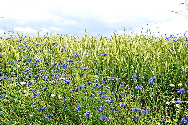 포토 JPG 해외이미지 사람없음 해외202004 해외포토 파일형식 이미지허브
