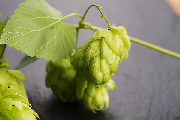 포토 JPG 해외이미지 잎 회색배경 실내 사람없음 잎줄기 해외202004 홉 해외포토 식물 줄기 백그라운드 내부 회색 파일형식 이미지허브