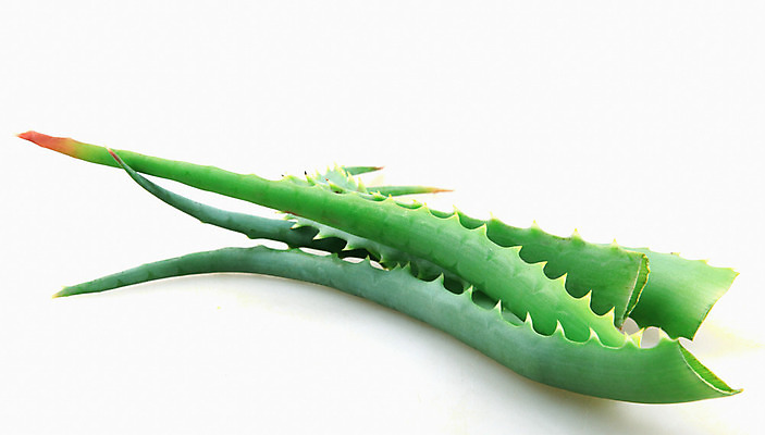 포토 JPG 해외이미지 식물 꽃 줄기 백그라운드 잎 자연 선인장 건강 사람없음 초록색 물 빛 약 우주 주스 화장품 활발 젖음 사막 성장 흰색 신선 가시 닫기 떨어짐 허브 피부 순수 묘사 피부관리 스파이크 고립 넘어짐 돌봄 알로에 억울 해외202004 해외포토 자연요소 감정 음료 컬러 컨셉 의학 모션 신체부위 뷰티 생태계 파일형식 이미지허브