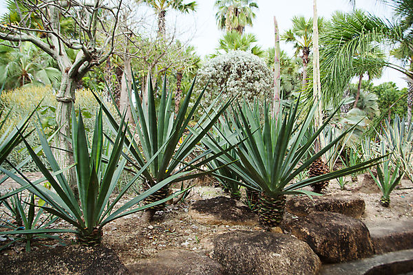 포토 JPG 해외이미지 식물 디자인 꽃 줄기 백그라운드 잎 꽃무늬 자연 추상 선인장 건조 건강 사람없음 야외 장식 초록색 파란색 정원 사막 성장 흰색 뜨거움 가시 황금 냄비 척추 묘사 원예 날카로움 심기 이국적 해외202004 해외포토 컬러 무늬 모션 뼈 취미 솥 생태계 파일형식 이미지허브