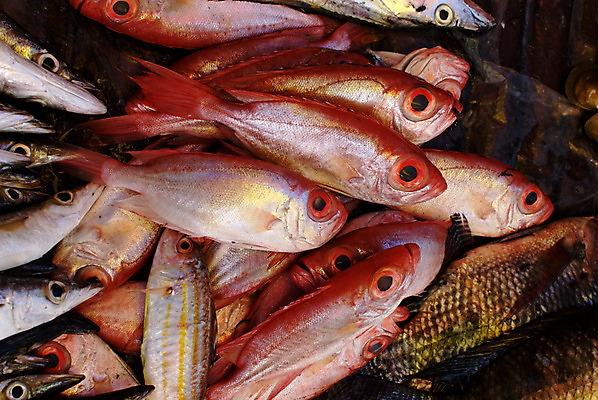 포토 JPG 해외이미지 아시아 음식 분홍색 낚시 어류 동양인 사람없음 빨간색 신선 시장 큼 해산물 이국적 해외202004 해외포토 나라 컬러 레저 인종 수중동물 크기 파일형식 이미지허브