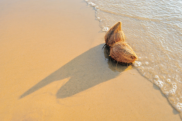 포토 JPG 해외이미지 음식 모래 여행 채소 과일 자연 하늘 휴가 사람없음 야외 모래사장 햇빛 태양 맑음 침묵 견과류 신선 오브젝트 상쾌 코코넛 이국적 채식주의자 해외202004 해외포토 자연요소 감정 바다 날씨 소리 생태계 채식 파일형식 이미지허브
