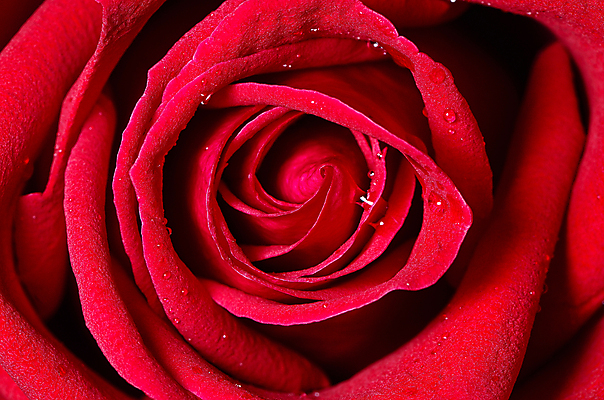 포토 JPG 해외이미지 식물 꽃잎 꽃 백그라운드 꽃무늬 자연 휴가 발렌타인데이 선물 사랑 사람없음 빨간색 초록색 장미 정원 벚꽃 흰색 축하 신선 오픈 신용카드 고립 해외202004 해외포토 감정 컬러 컨셉 무늬 데이이벤트 금융 생태계 파일형식 이미지허브