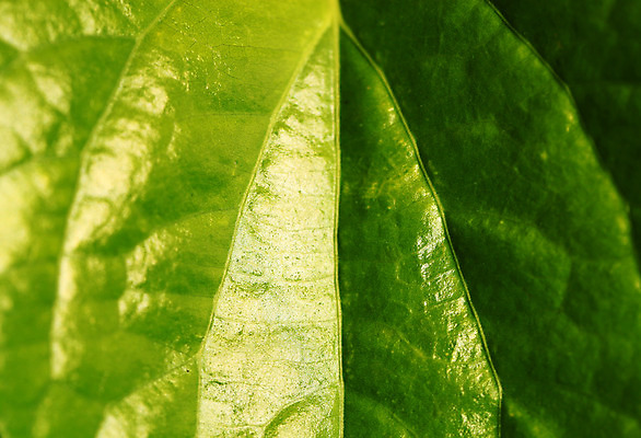 포토 JPG 해외이미지 나무 식물 계절 잎 패턴 농업 자연 세포 건강 사람없음 초록색 정원 봄 활발 성장 가을 나뭇가지 신선 숲 이슬 허브 순수 묘사 에코 유기농 생태계 질감 생물학 정맥 내추럴 생태학 그리너리 해외202004 해외포토 웰빙 교육 산업 컬러 컨셉 무늬 환경 혈관 파일형식 트랜드컬러 이미지허브