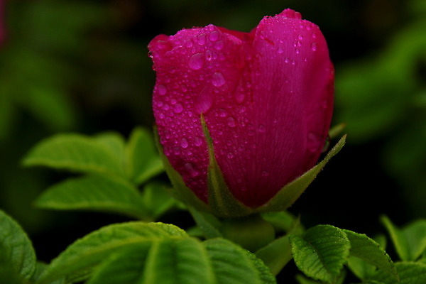 포토 JPG 해외이미지 식물 꽃잎 꽃 분홍색 새로움 사람없음 초록색 물 컬러풀 장미 정원 봄 벚꽃 물방울 개화 닫기 꽃가루 내추럴 강렬 해외202004 해외포토 자연요소 계절 컬러 컨셉 모션 가루 파일형식 이미지허브